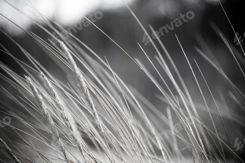 Preview: Beautiful Blur Dry Grass And Bent Background - Vintage Retro Monochrome Effect