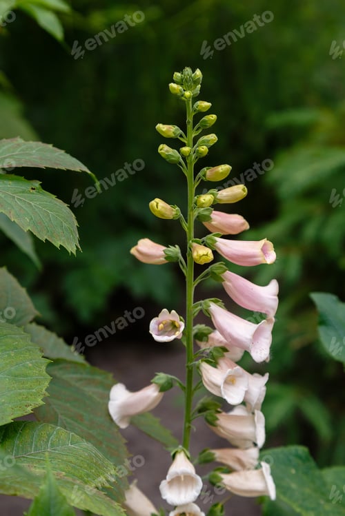 Preview: 'Foxglove' Digitalis Purpurea ; A Colorful Fresh Flowers, Bunch Into Large Bouquet. An Ornamental