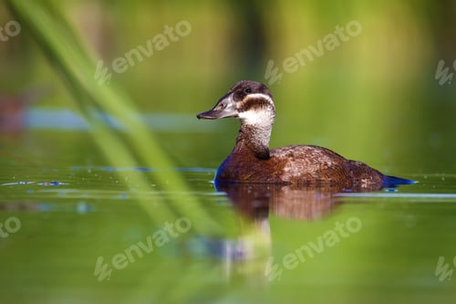 Preview: Swimming Duck. Green Lake Nature Background. Bird: White Headed Duck. Oxyura Leucocephala.