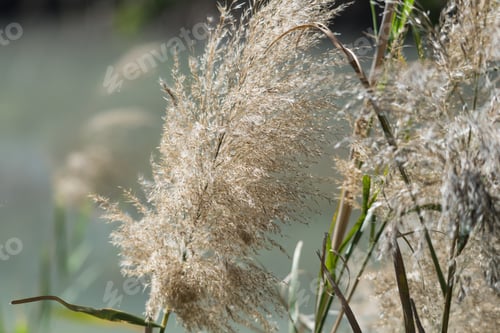 Preview: At Ein Afek Nature Reserve, Israel