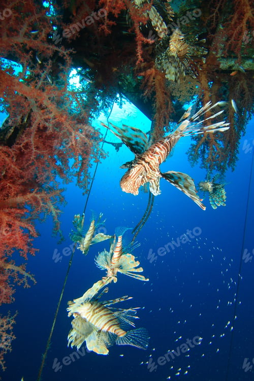 Preview: Group Of Hunting Lionfishes