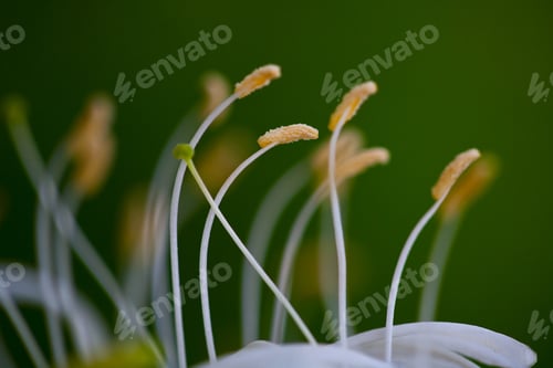 Preview: Extreme Close-Up With Stamens Of An White Honeysuckle Flower, Lonicera Caprifolium