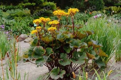 Preview: Ligularia Dentata Hara (Yellow Daisies) In Autumn Garden.