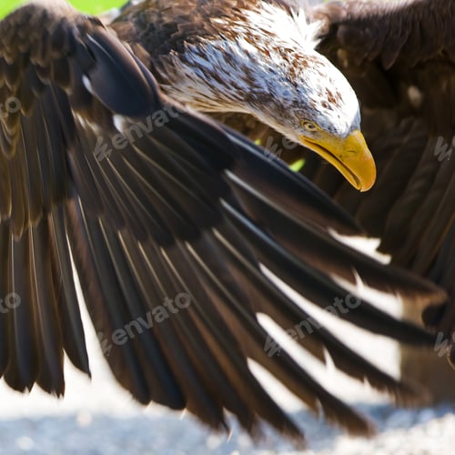 Preview: Bald Eagle
