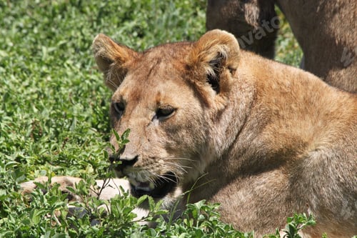 Preview: Lioness In The Serengeti National Park, Tanzania