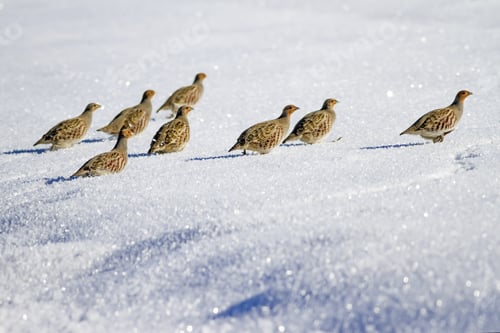 Preview: Partridges. Winter And White Snow Background. Birds: Grey Partridge Perdix Perdix.