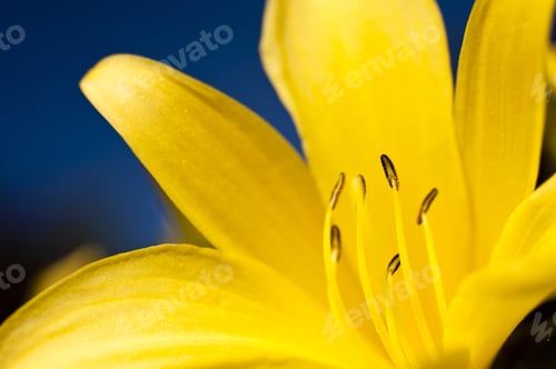 Preview: Detail Of A Lily Flower On A Meadow