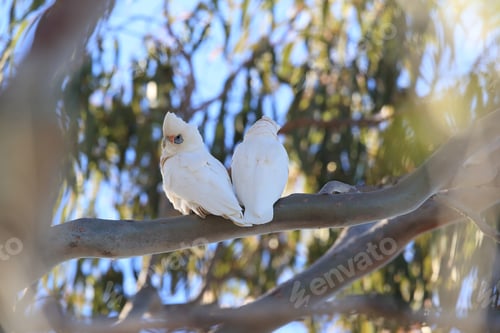 Preview: Little Corella,Cacatua Sanguinea, White Cockatoo In The Wild In Urban Park In Queensland Australien