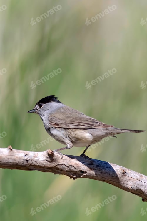 Preview: Cute Bird. Green Nature Background. Bird: Eurasian Blackcap. Sylvia Atricapilla.