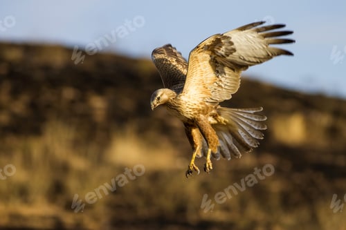 Preview: Flying Wild Bird. Blue Sky Background. Bird: Long Legged Buzzard. Buteo Rufinus.