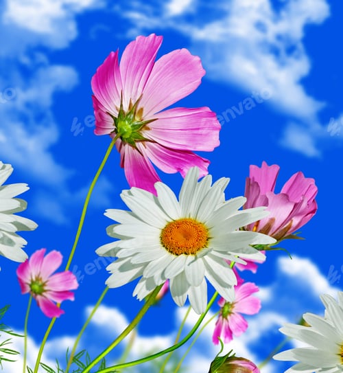 Preview: Cosmos Flowers