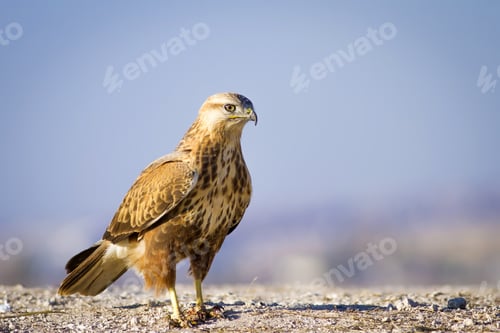 Preview: Wild Bird Hawk. Blue Sky Background. Long Legged Buzzard. Buteo Rufinus.