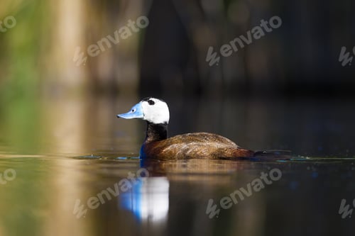 Preview: Duck Swimming In Lake. White Headed Duck White Headed Duck Oxyura Leucocephala