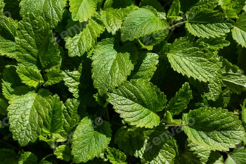 Preview: Green Background Of Melissa Officinalis Leaves. Medicinal Plants In The Garden. Green Natural