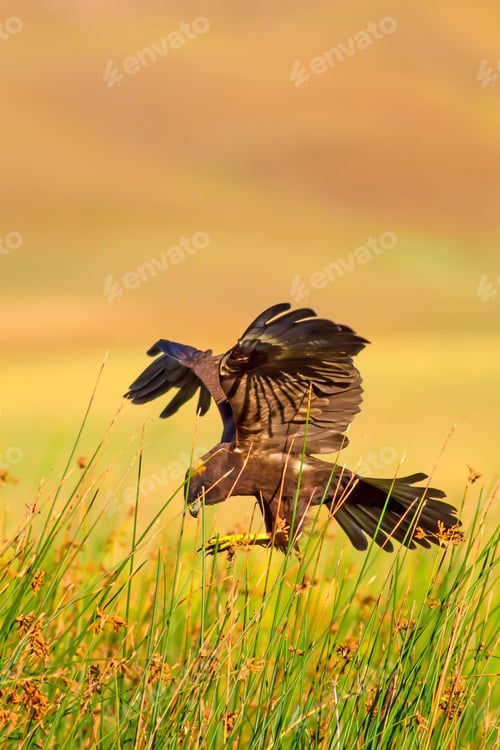 Preview: Flying Hawk. Western Marsh Harrier.