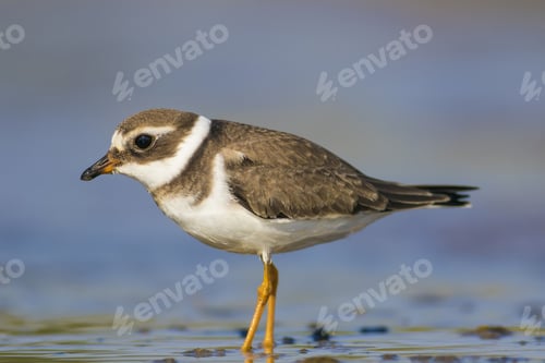 Preview: Nature And Bird. Cute Little Common Water Bird. Colorful Nature Background. Bird: Common Ringed