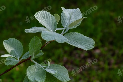 Preview: The Leaves Of Sorbus Graeca In Natural Background