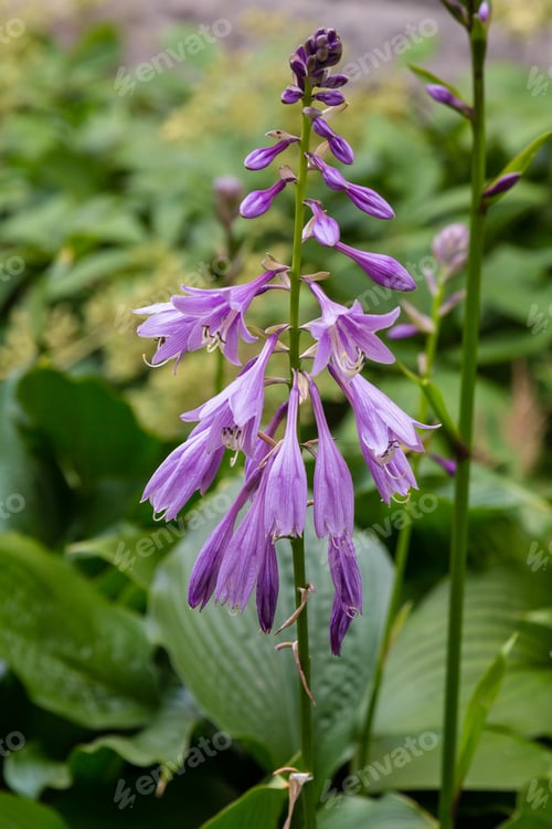 Preview: Flowers Hosts. Blooming Hosts. A Bumblebee Collects Pollen On Flowers Of Hosts. Hosta In Garden.