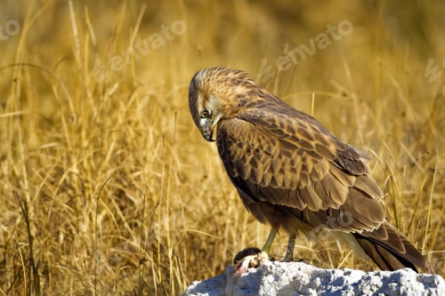 Preview: Bird Of Prey Buzzard And Hunt Least Weasel. On Yellow Dry Grass Background. Bird: Long Legged