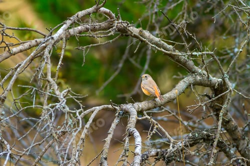 Preview: Cute Bird And Forest. Natural Background. Common Redstart