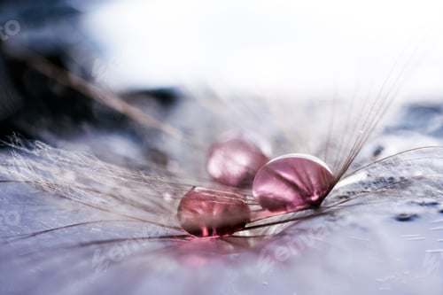 Preview: Macro, Abstract Composition With Colorful Water Drops On Dandelion Seeds