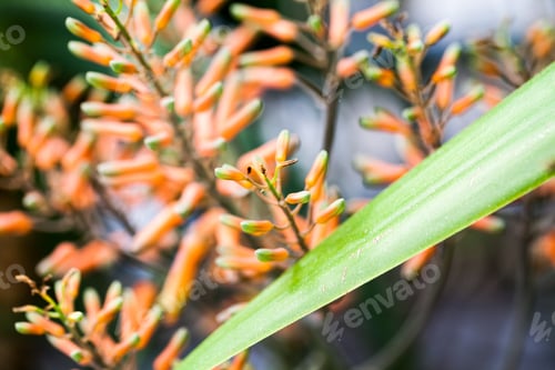 Preview: Aloe Vera Flower With Details