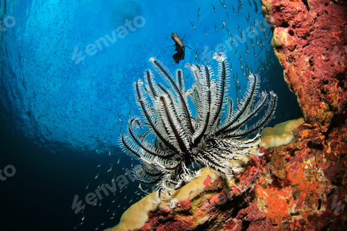 Preview: Featherstar And Coral