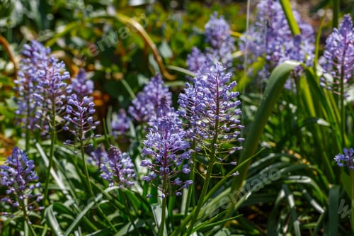 Preview: Blue Flower Scilla Litardieri, Hyachinthaceae, In Spring Or Summer Garden