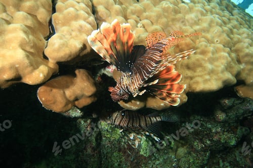 Preview: Lionfish On Mountain Coral