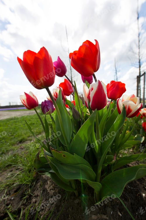 Preview: Closeup Of Bundle Tulips On The Open Field In Mixed Colors, Red, White And Purple