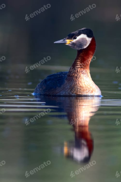 Preview: Swimming Bird. Nature Background. Bird: Red Necked Grebe. Podiceps Grisegena.