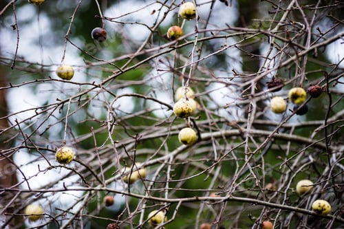 Preview: Apple Trees With Naked Branches On A Cloudy Sky Background