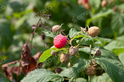 Preview: Lots Of Red Ripe Raspberries On A Bush. Close Up Of Fresh Organic Berries With Green Leaves On