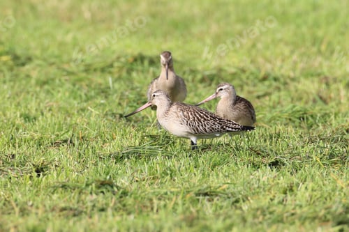 Preview: Bar-Tailed Godwit (Limosa Lapponica) Norway