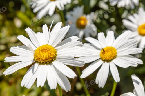 Preview: Large Chamomile Flowers (Leucanthemum Vulgare). Daisies, Dox-Eye, Common Daisy, Dog Daisy, Moon