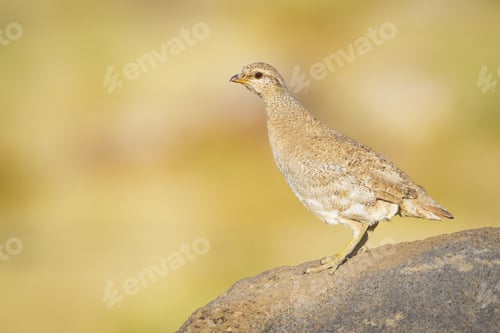 Preview: Partridge. Yellow Nature Background. Bird: See See Partridge. Ammoperdix Griseogularis.
