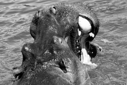 Preview: Hippopotamus In The Serengeti National Park, Tanzania