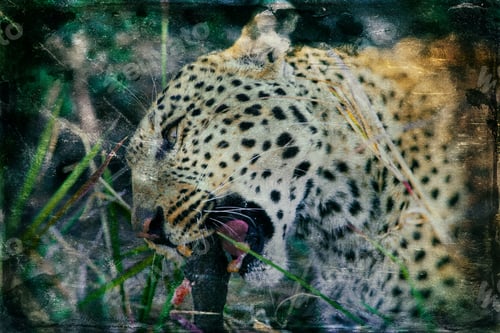 Preview: Vintage Style Image Of A Leopard In The Okavango Delta, Botswana