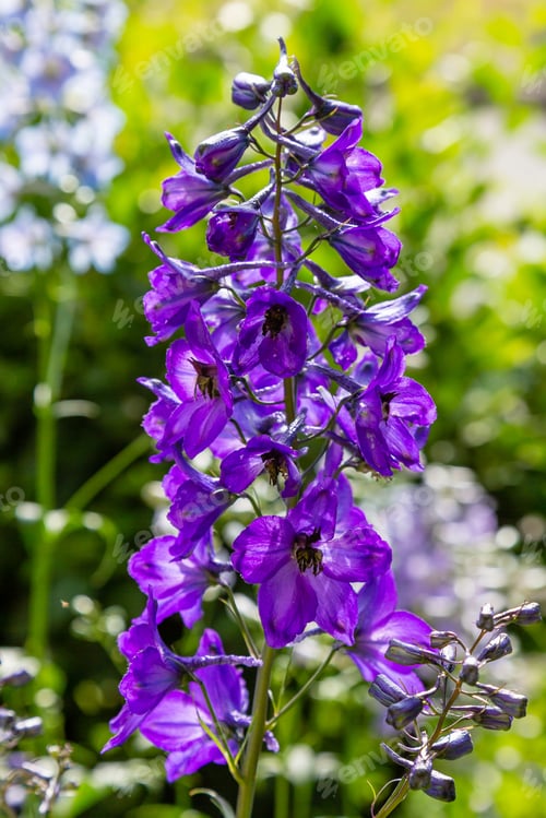Preview: Beautiful Delphiniums Blooming In The Garden.