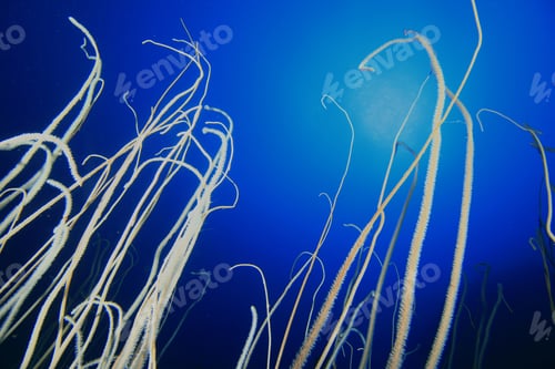 Preview: Whip Corals