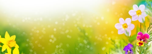 Vista previa: Bright And Colorful Flowers Of Daffodils On The Background Of The Spring Landscape