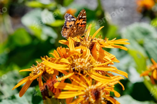 Preview: Ligularia Dentata Hara In Autumn Garden