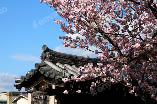Preview: Kyoto, Japan - Sakura Cherry Blooming Tree At Myokakuji (Myokaku-Ji) Temple. Buddhist Temple.