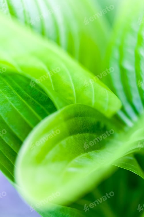 Preview: Green, Abstract Composition With Leaf Texture And Soft Focus