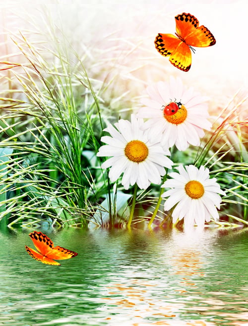 Preview: Wildflowers Daisies. Summer Landscape. White Chamomile Flowers