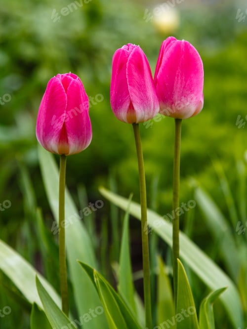 Preview: Pink Tulips In Garden. Beautiful Tulips In Springtime. Copy Space. Bulbous Plants In The Garden