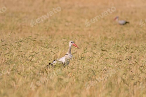 Preview: Nature And Bird. Bird: White Stork. Ciconia Ciconia. Field Of Wheat Background.