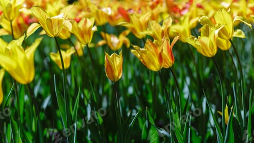 Preview: Spring Blooming Tulip Flowrs Blossom Scene. Tulips In Spring Blooming Garden. Tulip Festival In