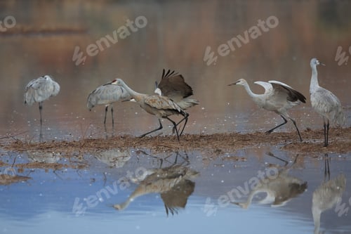 Preview: Sand Hill Crane (Grus Canadensis) At Bosque Del Apache National Wildlife Refuge