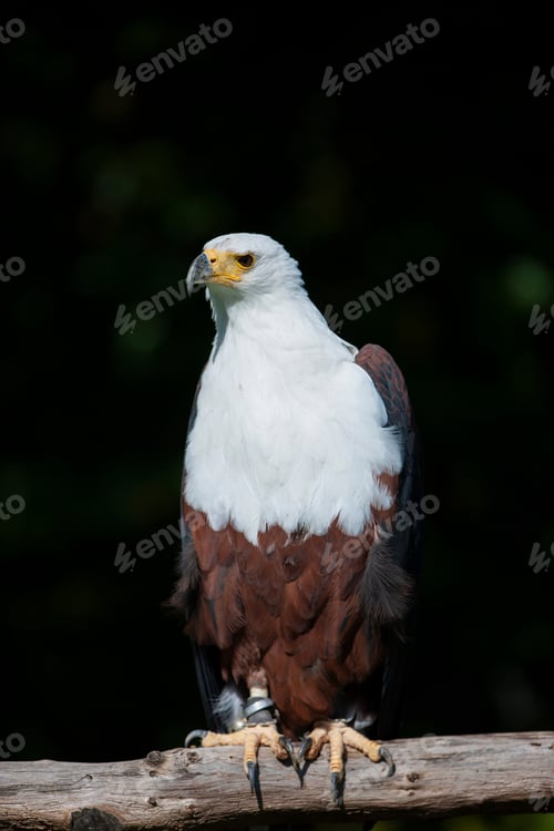 Preview: African Fish Eagle (Haliaeetus Vocifer)